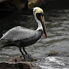 Brown pelican