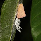 Flatid Planthopper