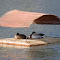 Item logo image for Duck Raft on the River