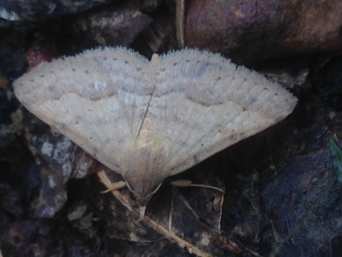 Noctuid moth