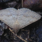 Noctuid moth