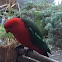 King Parrot male