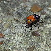 Neocapsus cuneatus