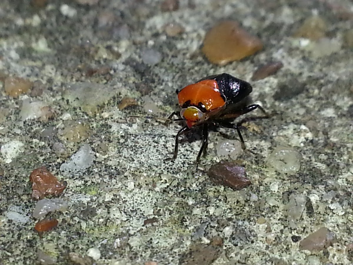 Neocapsus cuneatus