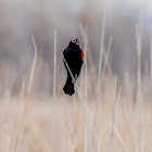 Redwing Yellow Headed Blackbird X