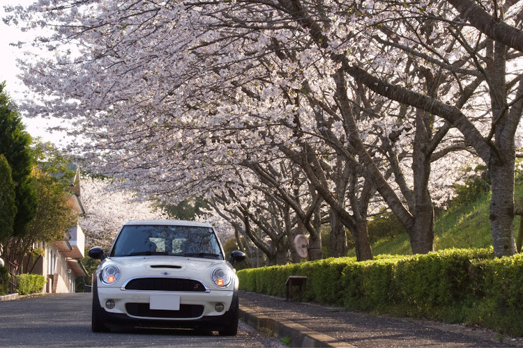 ミニ クーパーS クラブマンの🌸桜とコラボ・撮りだめ画像・人混み避けてカメ活📷✨・花びら🌸一枚にも癒されるに関するカスタム事例の投稿画像1枚目