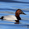 Canvasback