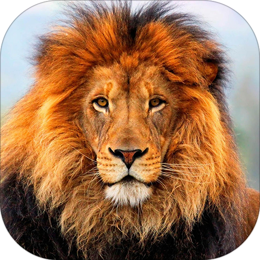 Lion Roaring 音樂 App LOGO-APP開箱王