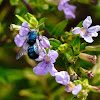 Orchard mason bee