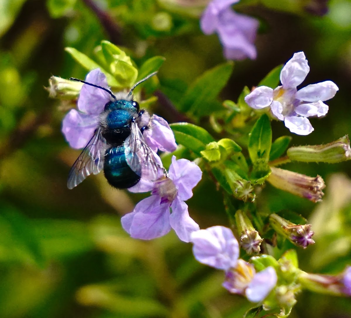 Orchard mason bee