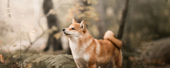 Shiba Inu HD Wallpapers Akita Dogs Theme marquee promo image