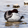 Pochard; Porrón Común