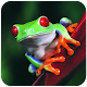 Download Frog HD Wallpaper For PC Windows and Mac 1.02