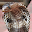 cobra wallpaper free Download on Windows