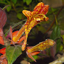 Epiphytic Flower