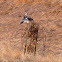 White tailed Kites