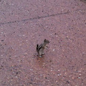 Golden-mantled Ground Squirrel