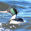 Red-breasted Merganser (male)