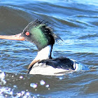 Red-breasted Merganser (male)