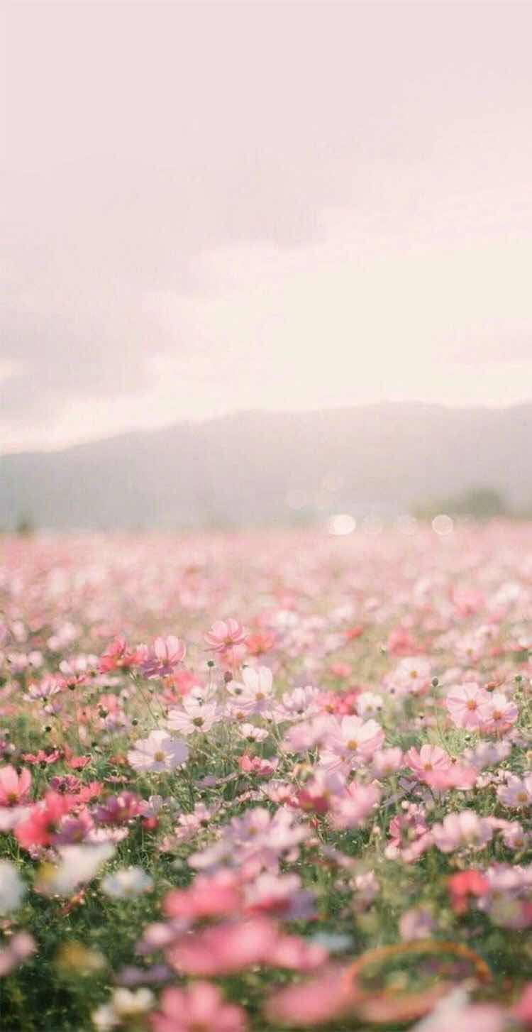 iPhone and Android Wallpapers: Pink Flower Field Wallpaper for iPhone ...