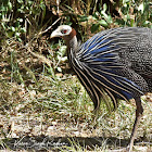 Guineafowl  -  Vulturine Guineafowl