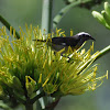 Bananaquit