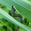 Fruit piercing moth caterpillar