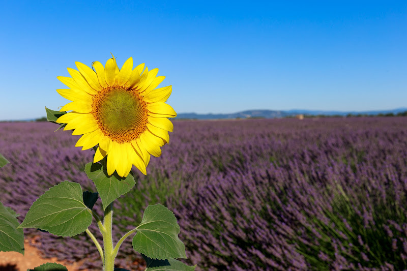 Girasole in un campo di lavanda di Aktarus