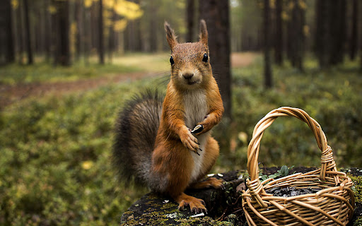 Squirrel Enjoying a Tasty Treat in a Serene screenshot 2
