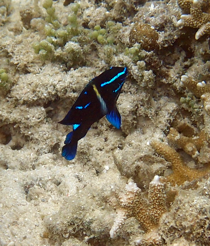 Javanese Damsel (juvenile)