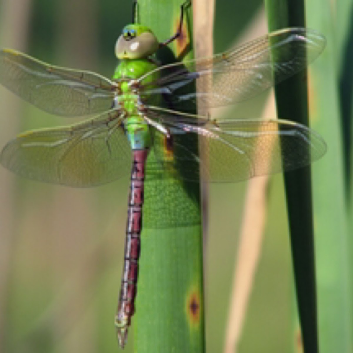 Female Green Darner