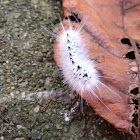 Hickory Tussock Moth