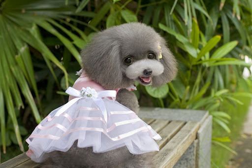 Title 5, Dog Skirts Pet Clothes Dog Clothing Supplies Cu...