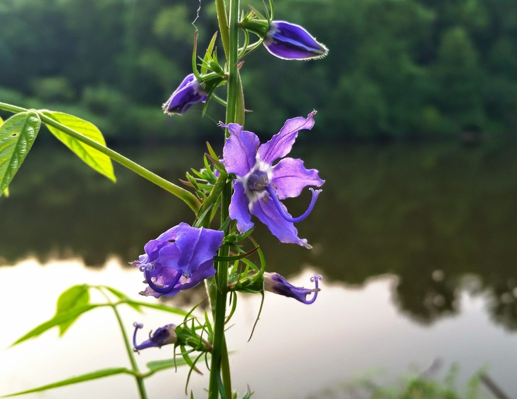 American Bellflower