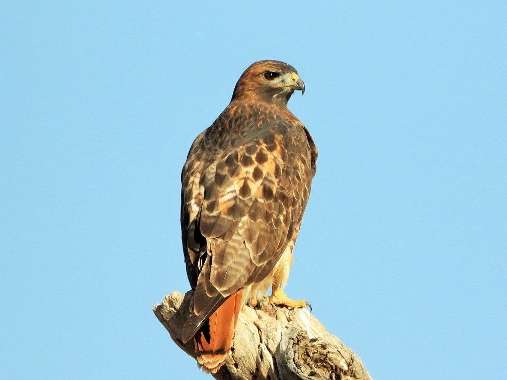 Red-tailed hawk