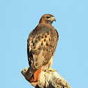 Red-tailed hawk