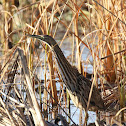 American Bittern