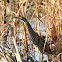 American Bittern