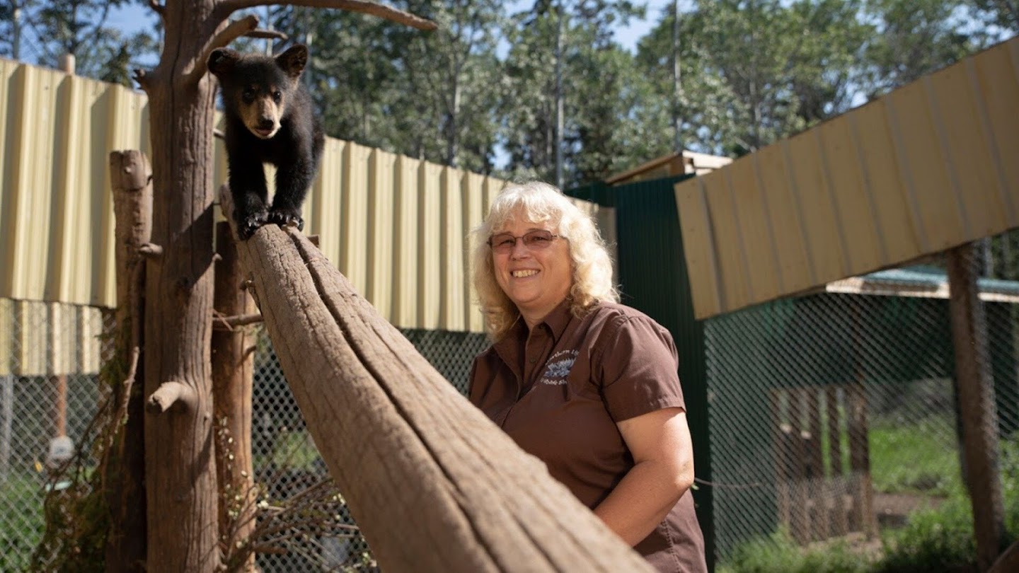 Wild Bear Rescue