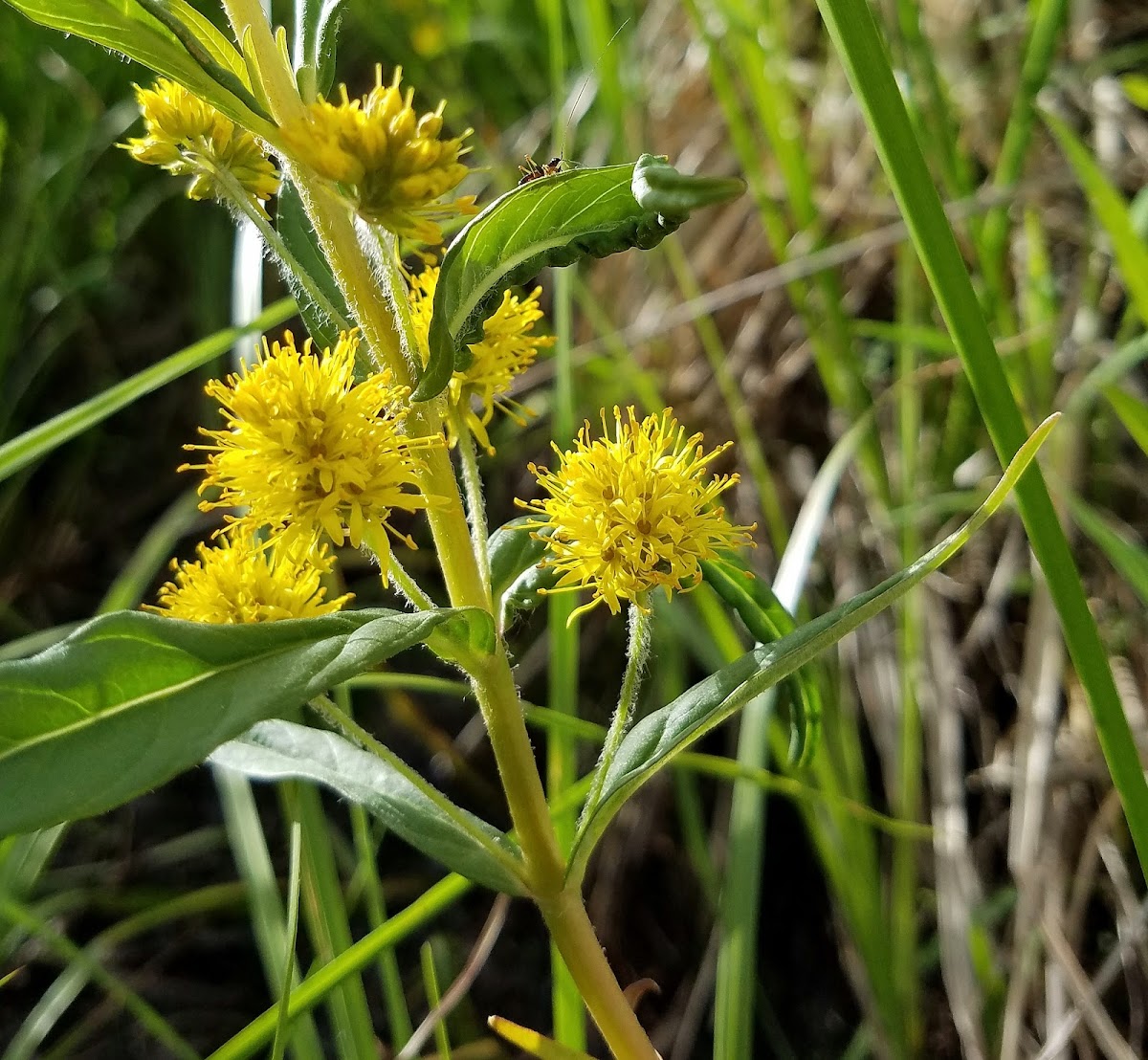 Tufted Loosestrife