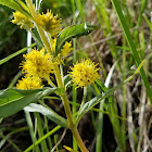 Tufted Loosestrife