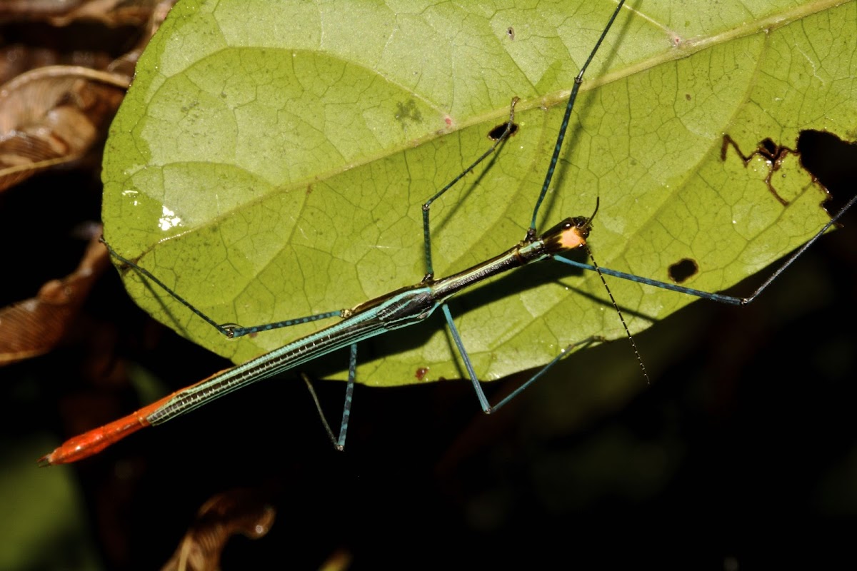 Stick Insect, Phasmid - Male