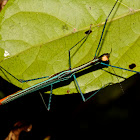 Stick Insect, Phasmid - Male