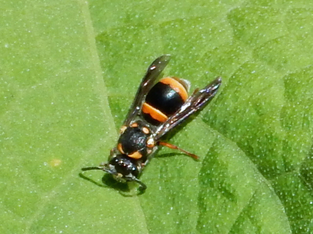 Potter Wasp/Mason Wasp