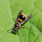 Potter Wasp/Mason Wasp