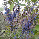 Memecylon umbellatum