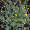 Balkan Buttercup