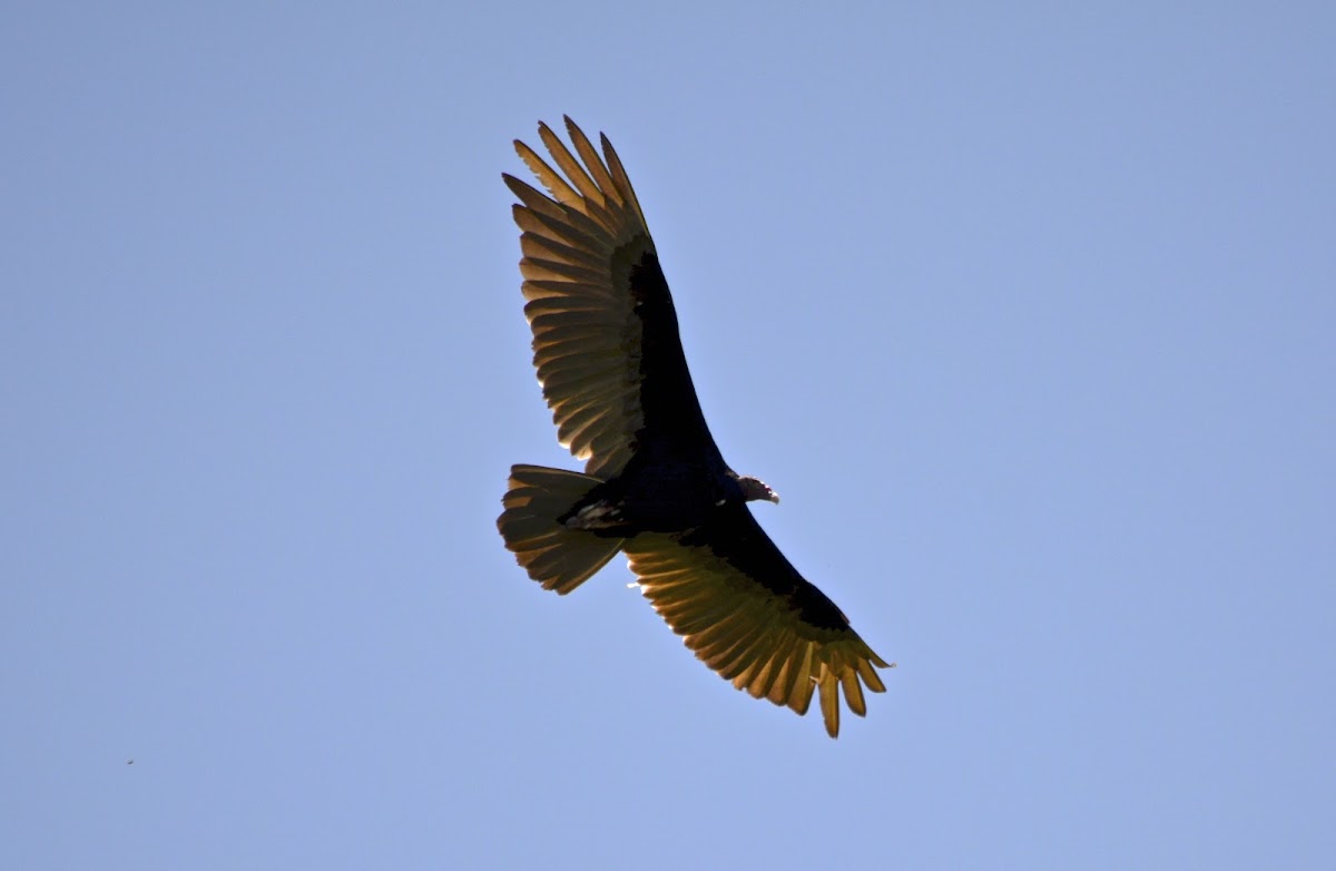 Turkey Vulture