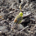 Yellowhammer