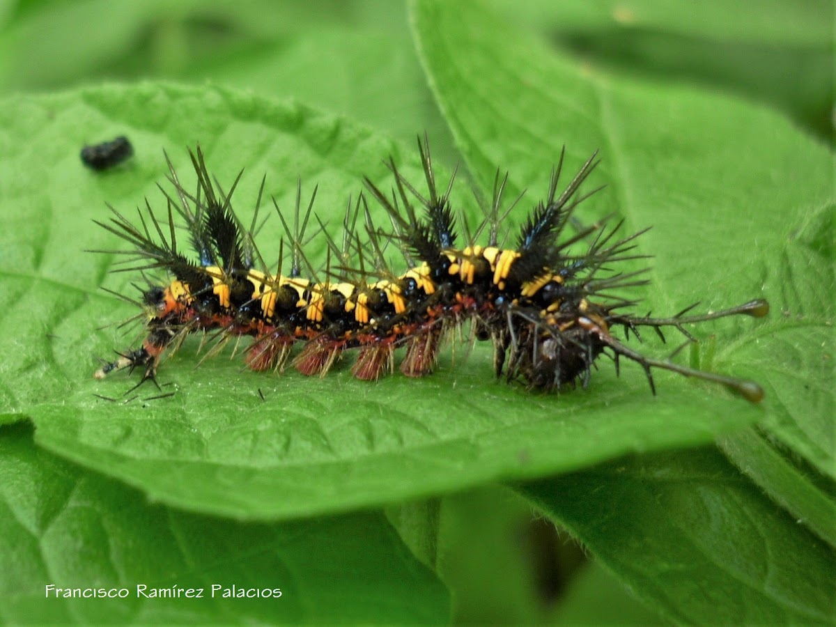 Guatemalan Cracker Caterpillar